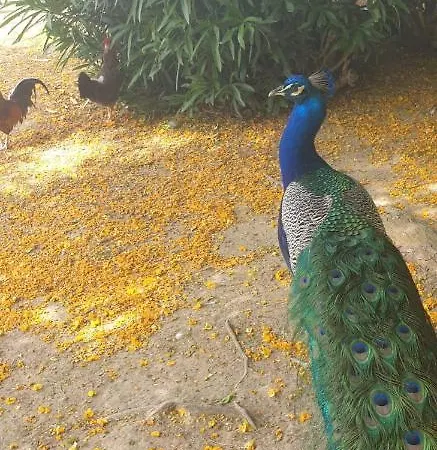 Schoene Mit Pool , Wi-fi Und Privat Garage Lägenhet Torrevieja