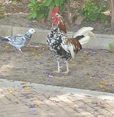 Schoene Mit Pool , Wi-fi Und Privat Garage