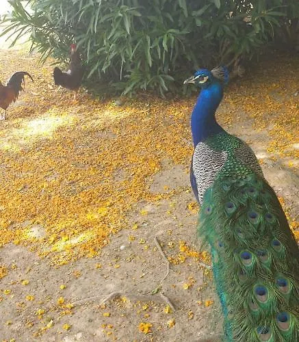 Schoene Mit Pool , Wi-fi Und Privat Garage Apartamento Torrevieja