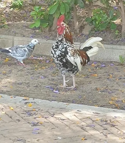 Schoene Mit Pool , Wi-fi Und Privat Garage